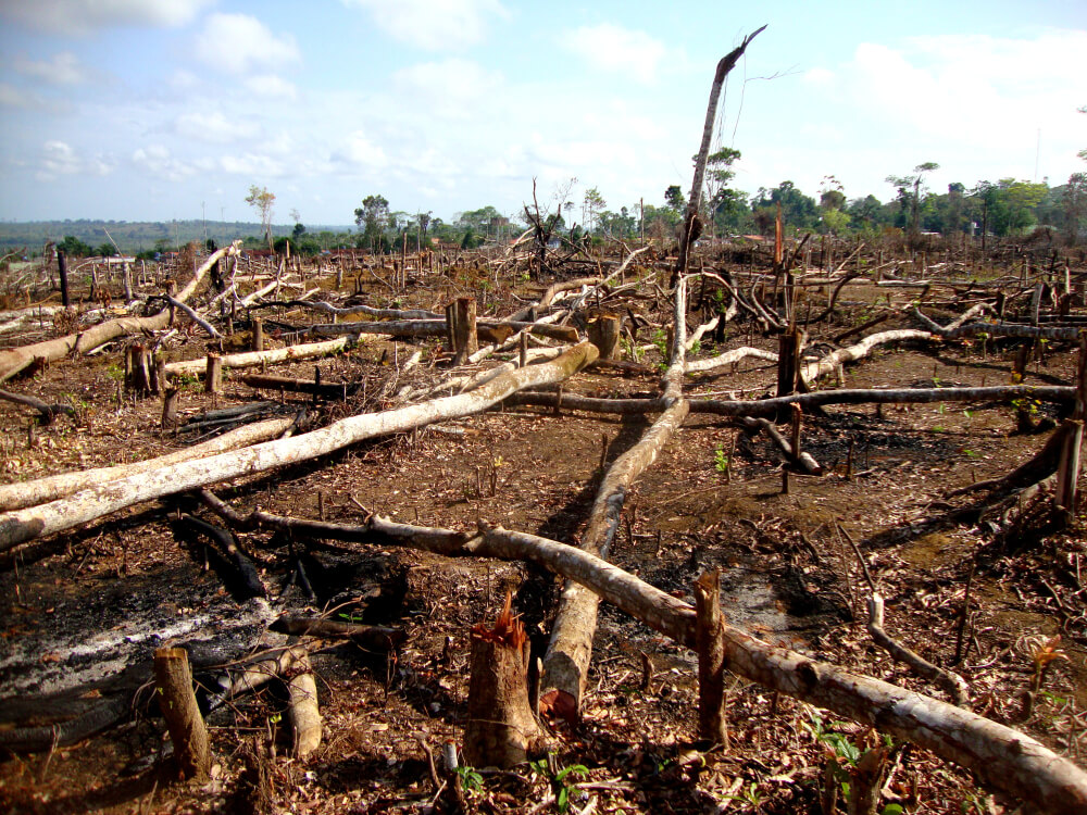 desmatamento da amazônia quais as causas
