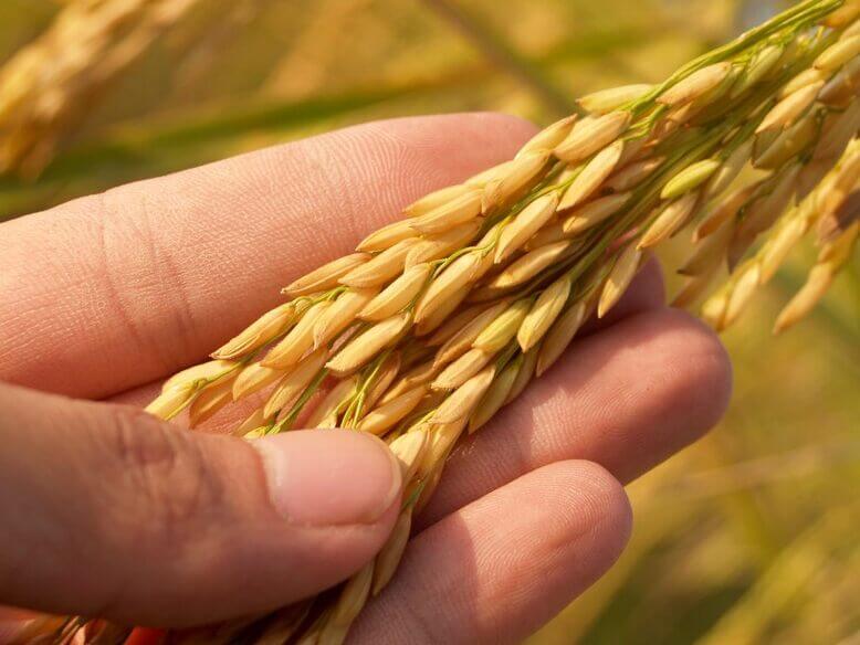 Uma mão apalpando o trigo, representando a atividade econômica de grande importância para o país