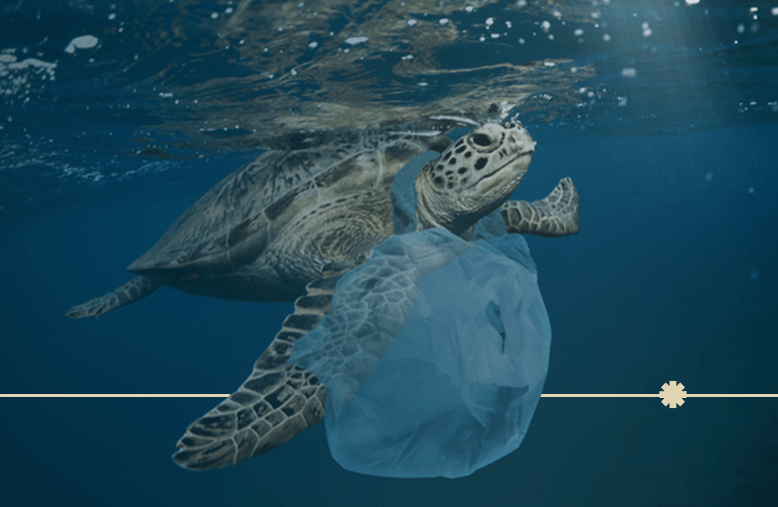 Tartaruga sofrendo com um dos impactos ambientais provienientes da poluição com uma sacola plástica em volta do pescoço