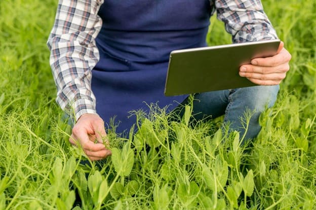 Agricultor utilizando tecnologia no campo para monitorar a produção agrícola e otimizar colheitas.